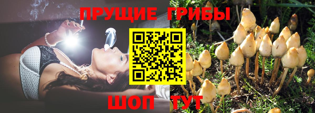 Псилоцибиновые грибы MAGIC MUSHROOMS Гусиноозёрск